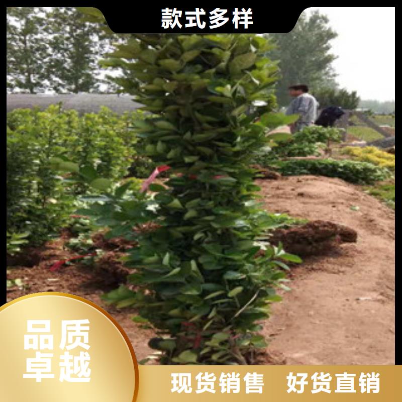 宿根花卉柳叶马鞭草/薰衣草实力公司