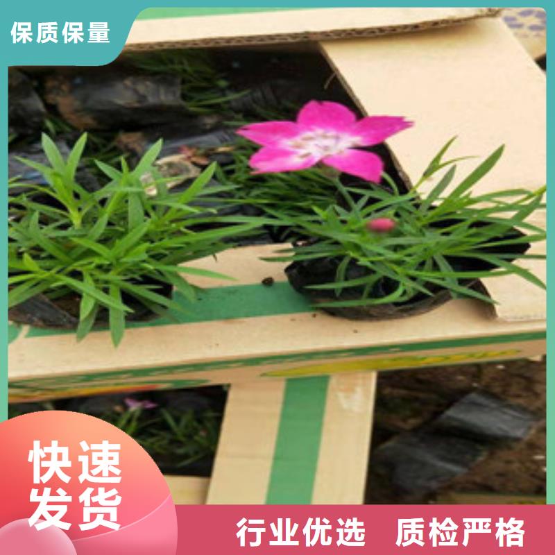 宿根花卉柳叶马鞭草/薰衣草实力公司
