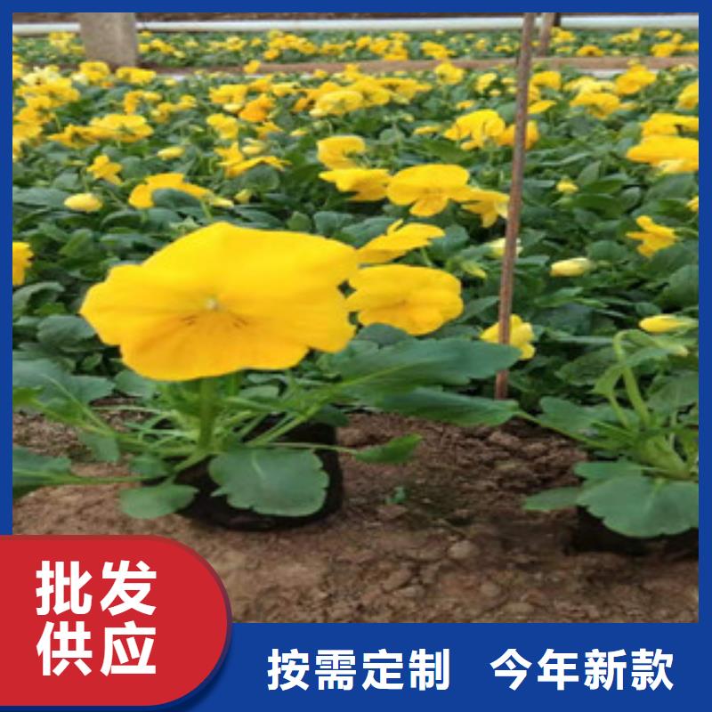 宿根花卉柳叶马鞭草/薰衣草实力公司