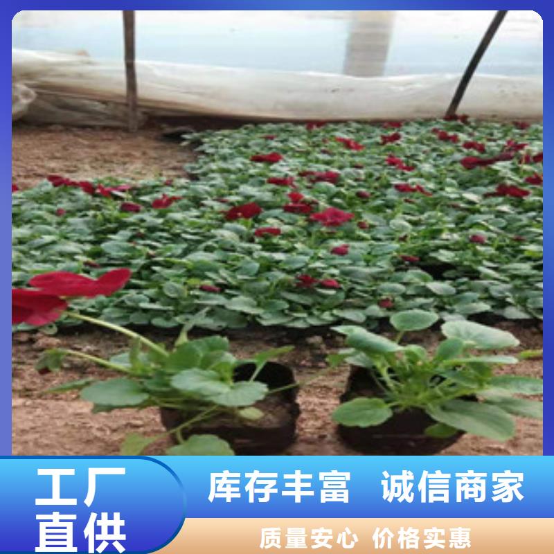 宿根花卉柳叶马鞭草/薰衣草实力公司