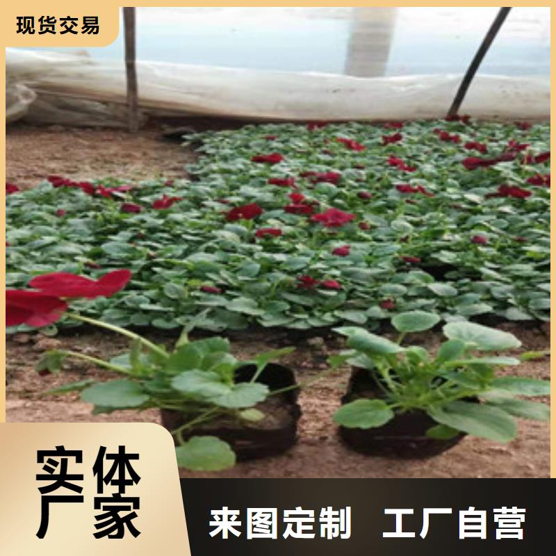 宿根花卉柳叶马鞭草/薰衣草实力公司