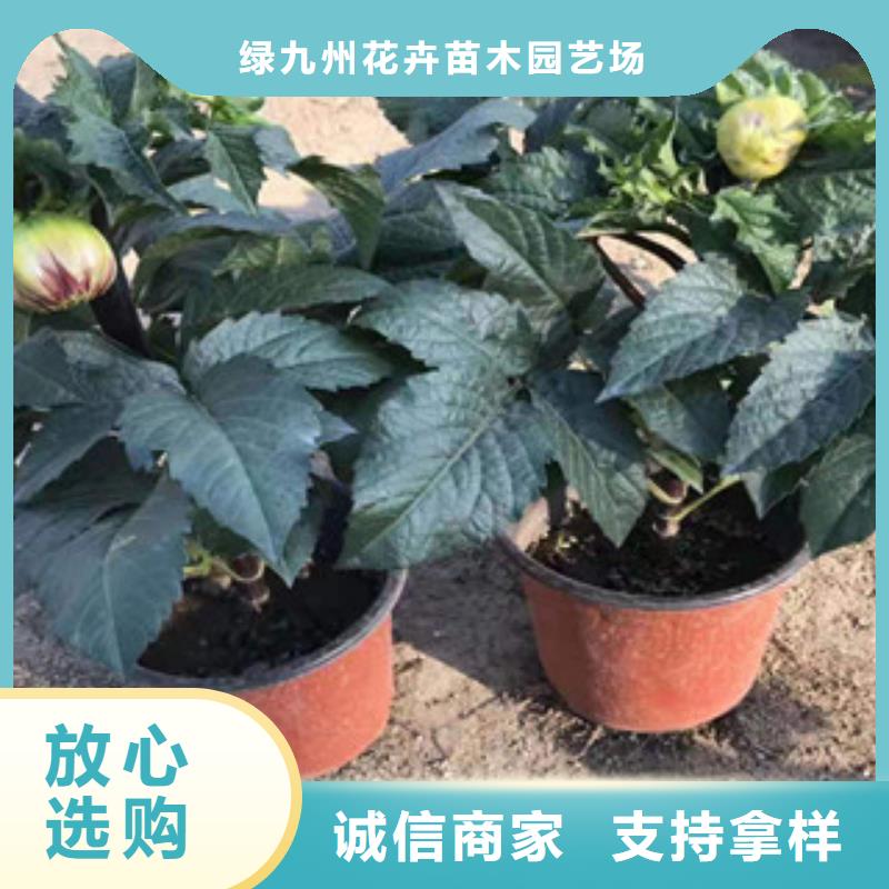 宿根花卉柳叶马鞭草/薰衣草值得买
