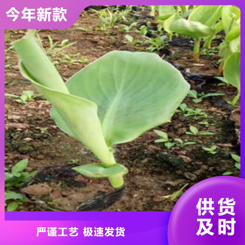 花海景观耐寒耐旱草花基地匠心品质