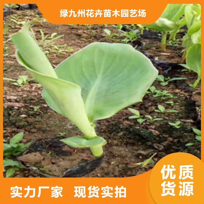 花海景观鲁冰花/粉黛乱子草重信誉厂家