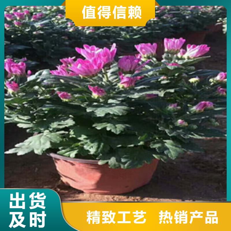 花海景观鲁冰花/粉黛乱子草重信誉厂家