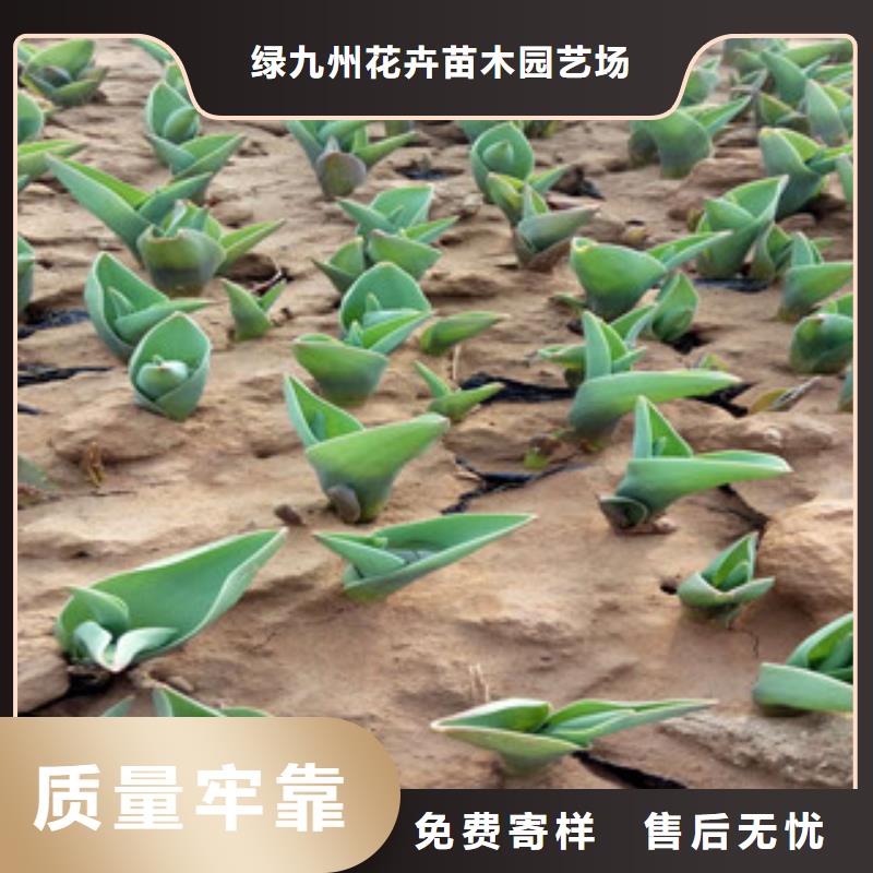 花海景观耐寒耐旱草花基地匠心品质