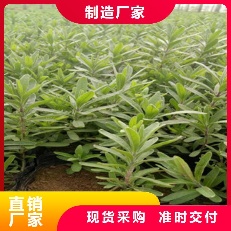 绿九州耐寒耐旱草花基地竹溪|张湾|黄冈|黄石|随州|孝感花海景观-【时令花卉/绿化草花价格】快速物流发货服务商