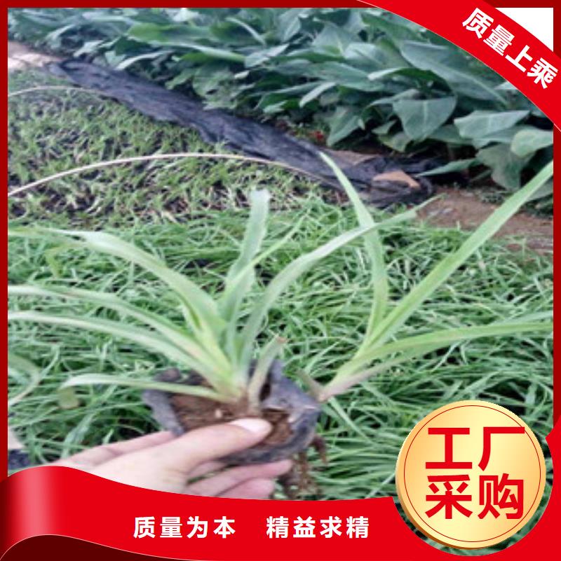 绿九州耐寒耐旱草花基地花海景观【花海景观工程】诚信经营