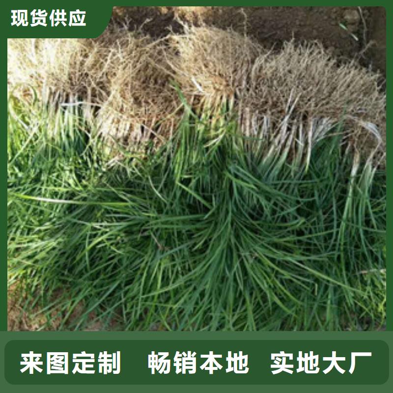 绿九州耐寒耐旱草花基地竹溪|张湾|黄冈|黄石|随州|孝感花海景观-【时令花卉/绿化草花价格】快速物流发货服务商