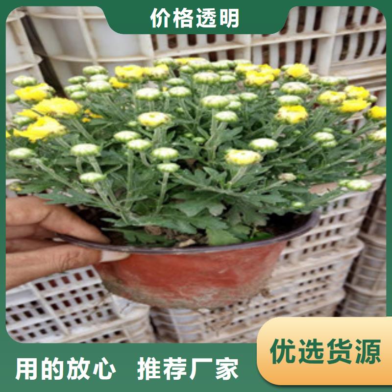 绿九州耐寒耐旱草花基地竹溪|张湾|黄冈|黄石|随州|孝感花海景观-【时令花卉/绿化草花价格】快速物流发货服务商