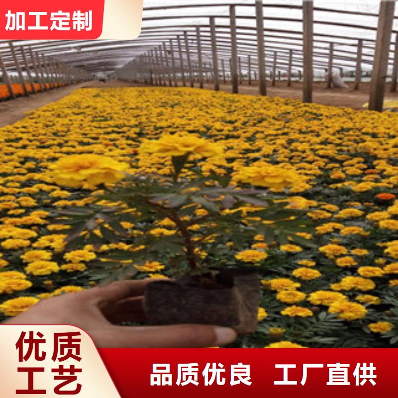 花海景观鲁冰花/粉黛乱子草重信誉厂家