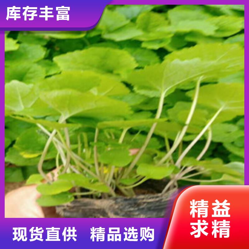 绿九州耐寒耐旱草花基地竹溪|张湾|黄冈|黄石|随州|孝感花海景观-【时令花卉/绿化草花价格】快速物流发货服务商