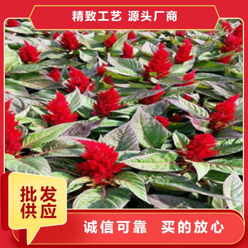 绿九州耐寒耐旱草花基地花海景观【花海景观工程】诚信经营