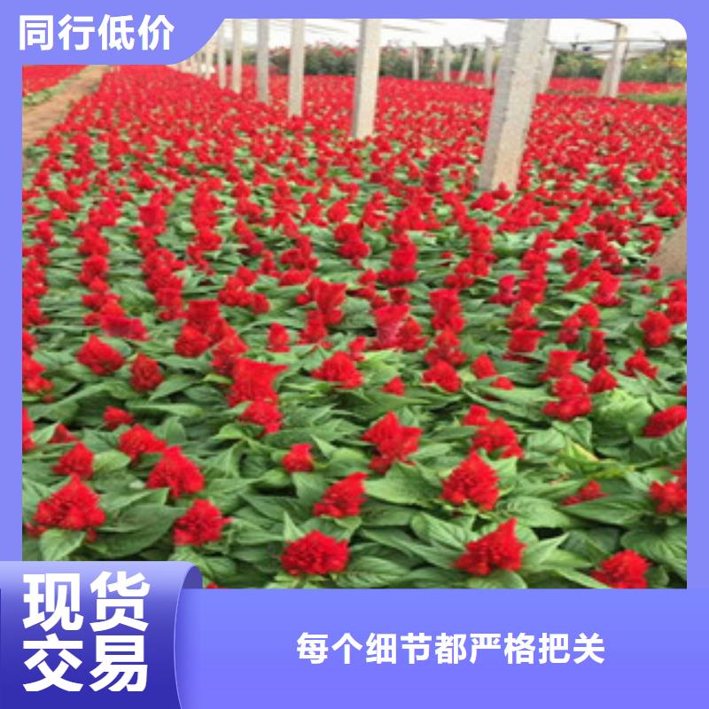 绿九州耐寒耐旱草花基地花海景观【花海景观工程】诚信经营