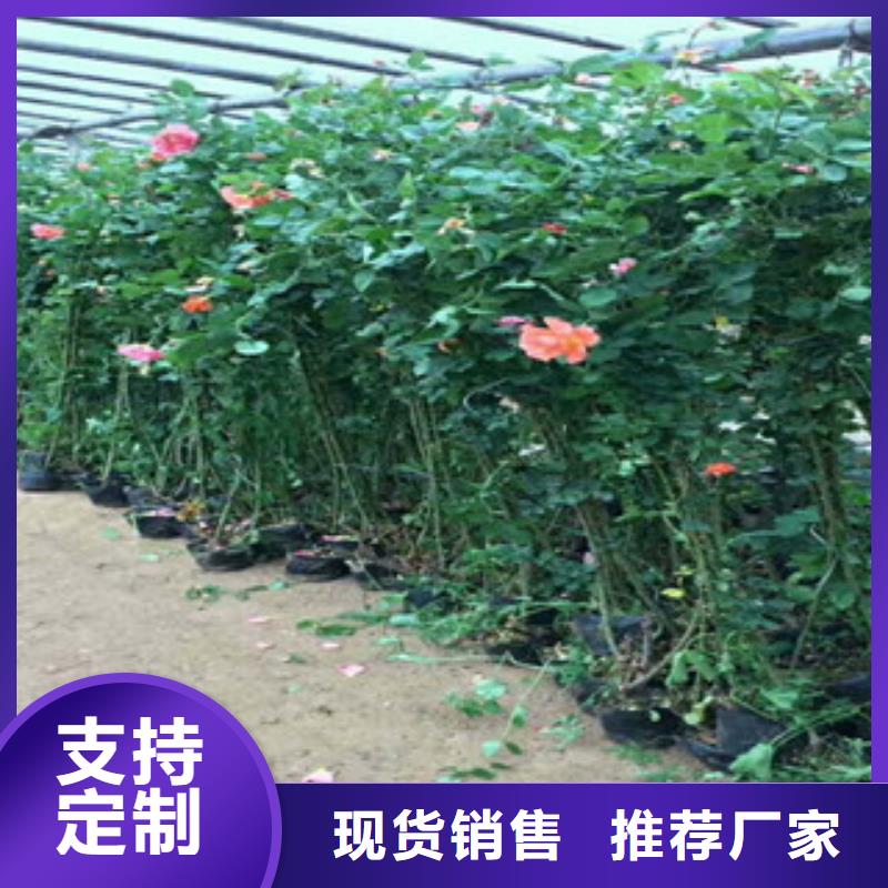 花海景观耐寒耐旱草花基地匠心品质