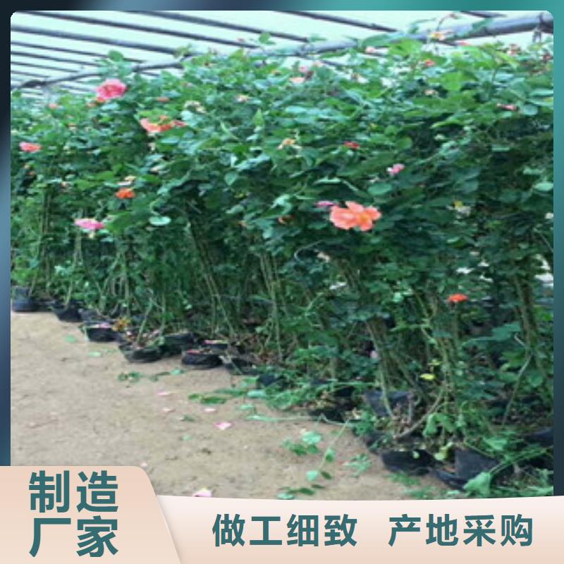 绿九州耐寒耐旱草花基地竹溪|张湾|黄冈|黄石|随州|孝感花海景观-【时令花卉/绿化草花价格】快速物流发货服务商