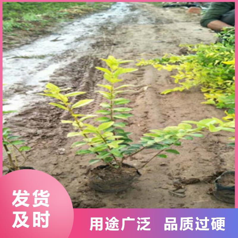花海景观耐寒耐旱草花基地匠心品质