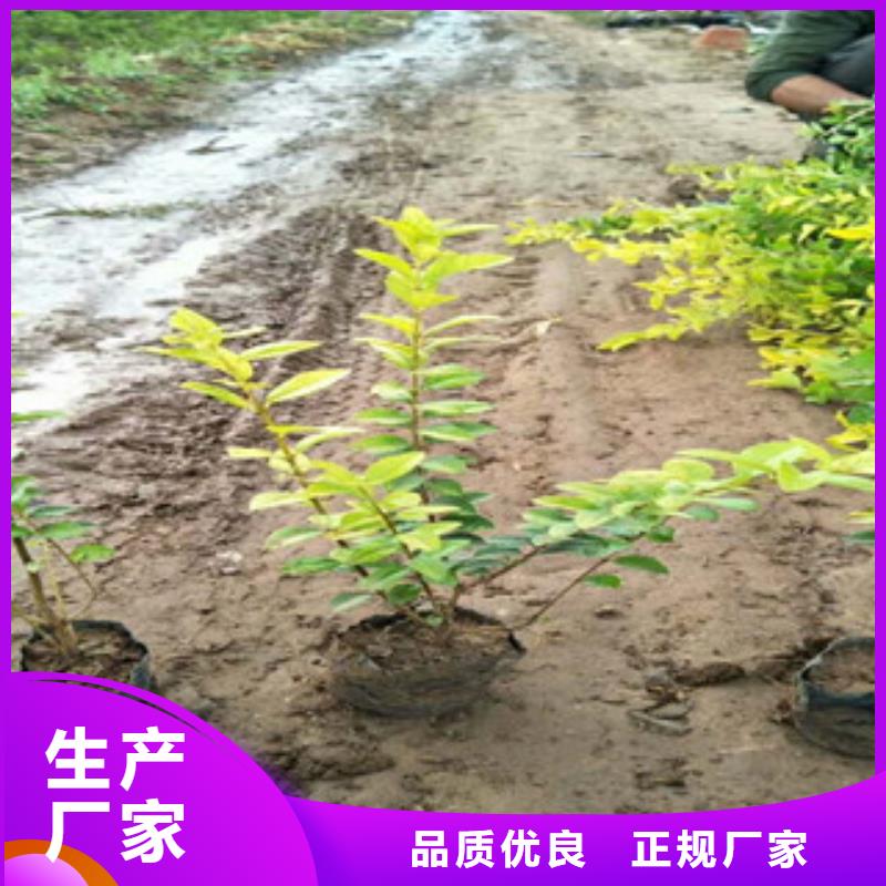 绿九州耐寒耐旱草花基地花海景观【花海景观工程】诚信经营