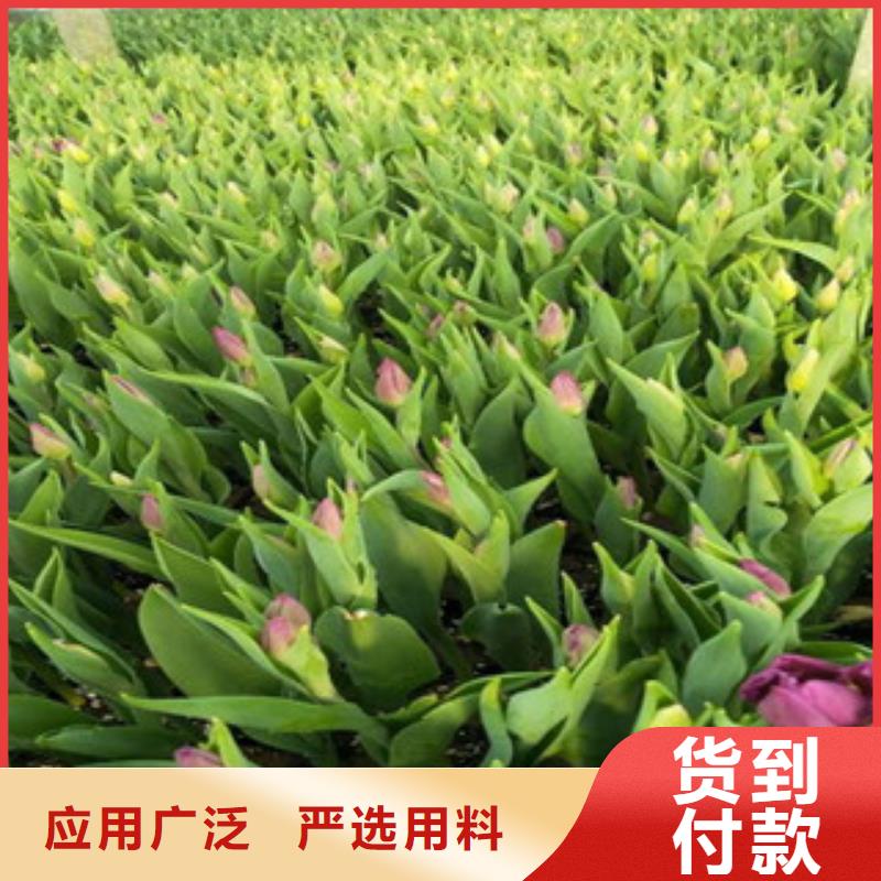 花海景观耐寒耐旱草花基地匠心品质
