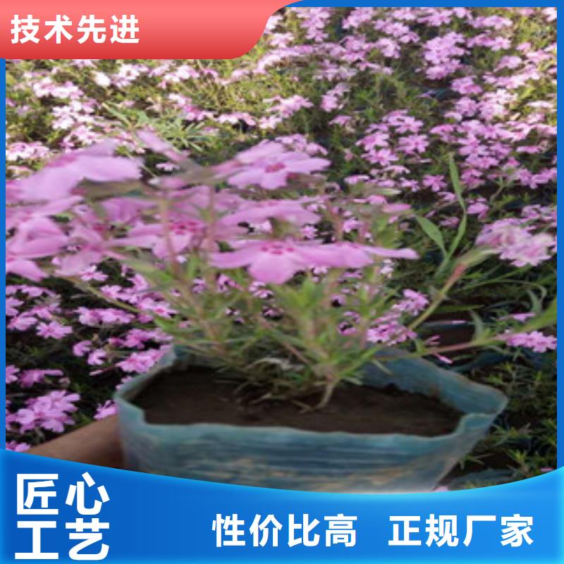 花海景观耐寒耐旱草花基地匠心品质