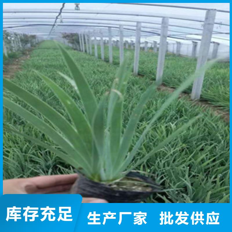 花海景观耐寒耐旱草花基地匠心品质
