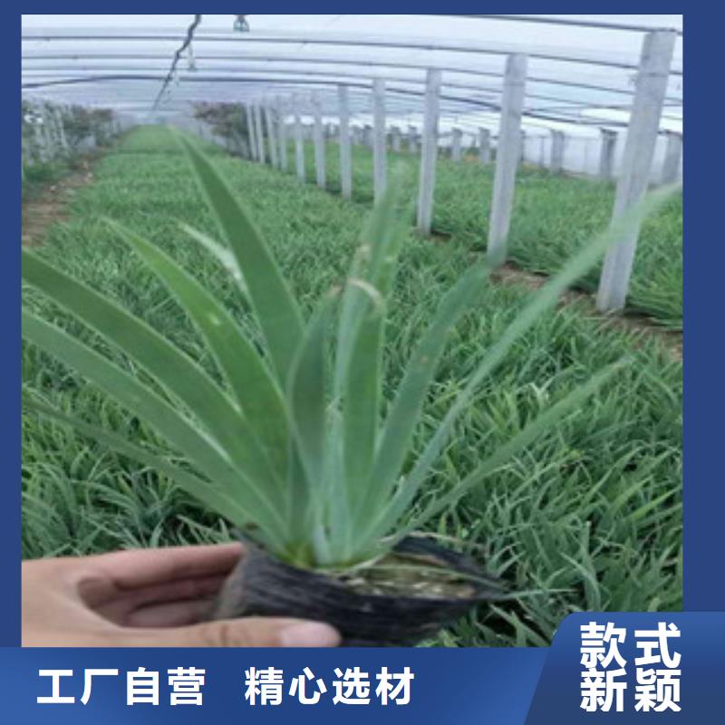 绿九州耐寒耐旱草花基地花海景观【花海景观工程】诚信经营