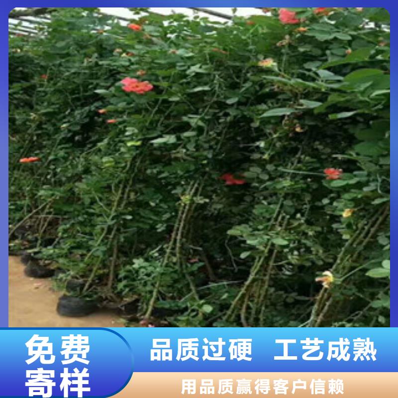 绿九州耐寒耐旱草花基地花海景观【花海景观工程】诚信经营