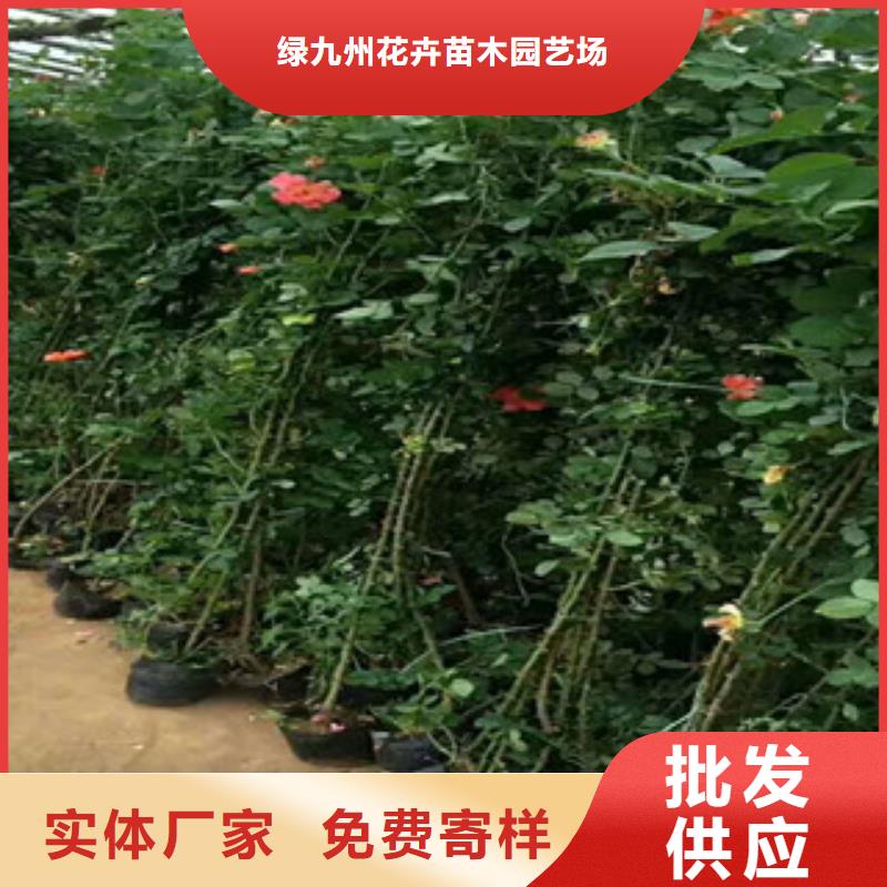 花海景观耐寒耐旱草花基地匠心品质