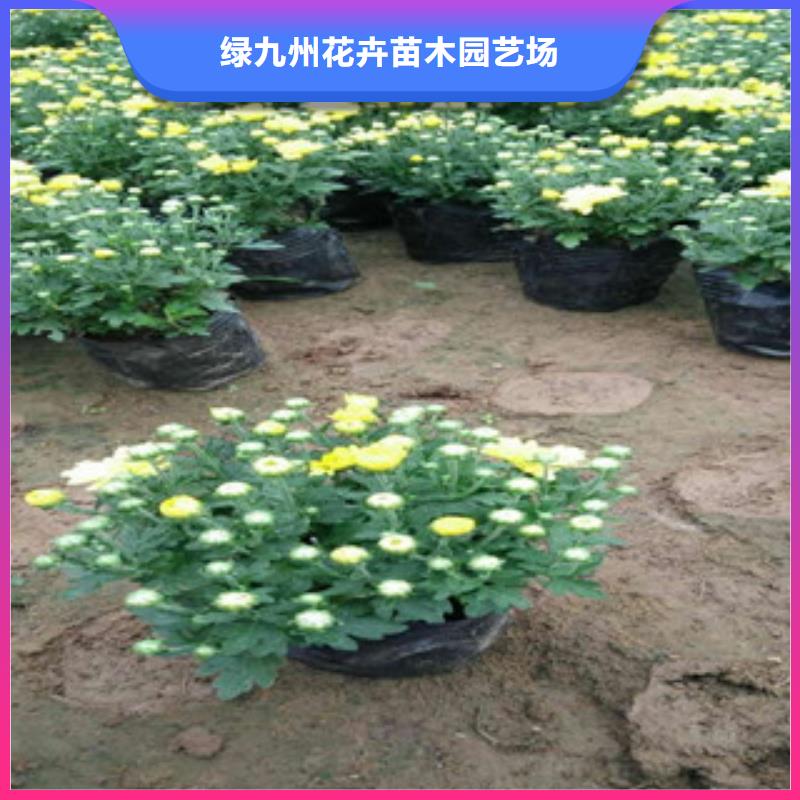 绿九州耐寒耐旱草花基地竹溪|张湾|黄冈|黄石|随州|孝感花海景观-【时令花卉/绿化草花价格】快速物流发货服务商