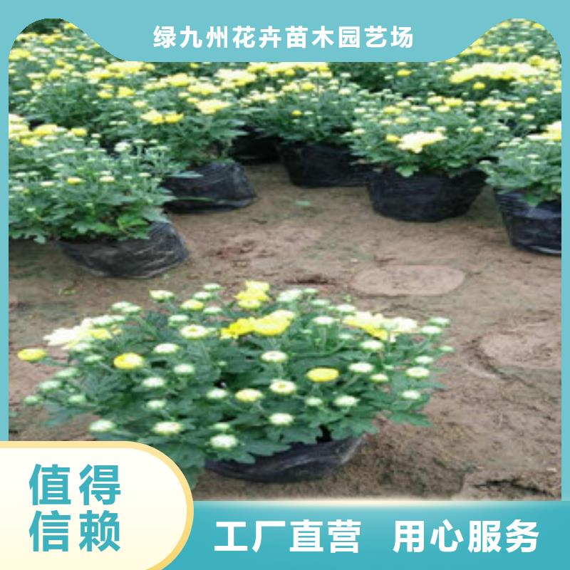 花海景观耐寒耐旱草花基地匠心品质