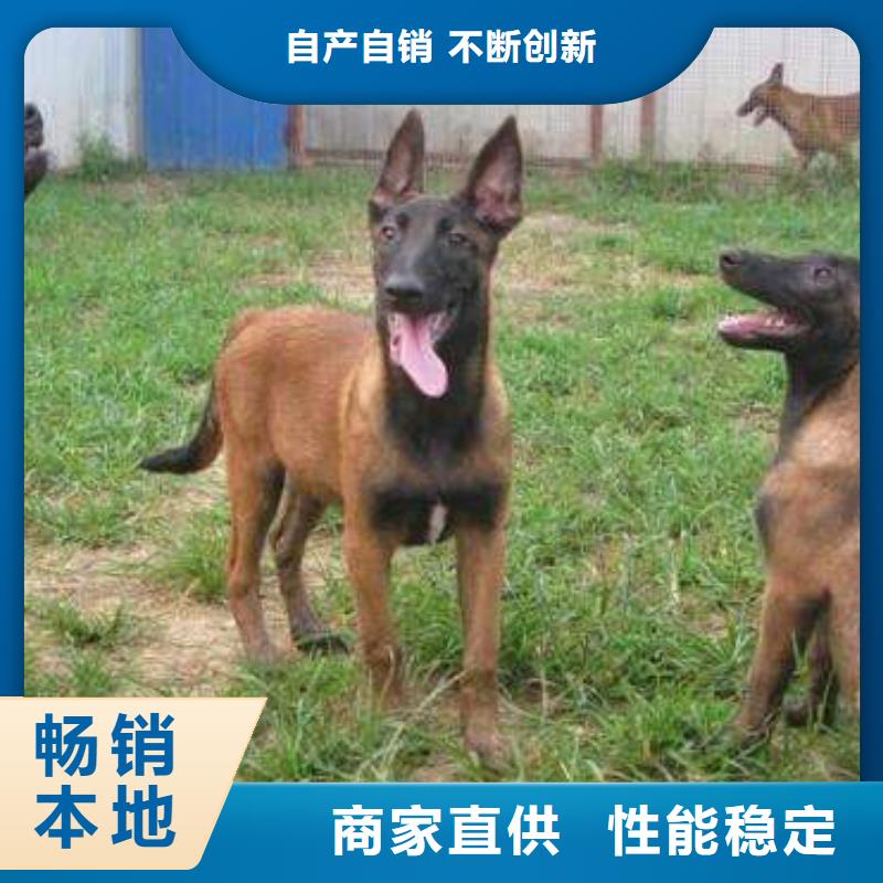 马犬_【卡斯罗犬】厂家新品-市场覆盖|德安|彭泽|新余|吉安|上饶|萍乡-跑码头厂家网