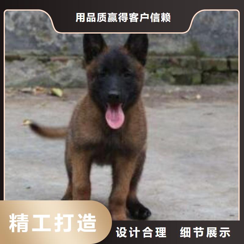 【马犬】杜高犬品质保证实力见证