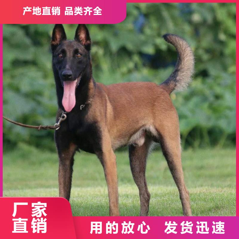 马犬_【卡斯罗犬】厂家新品-市场覆盖|德安|彭泽|新余|吉安|上饶|萍乡-跑码头厂家网