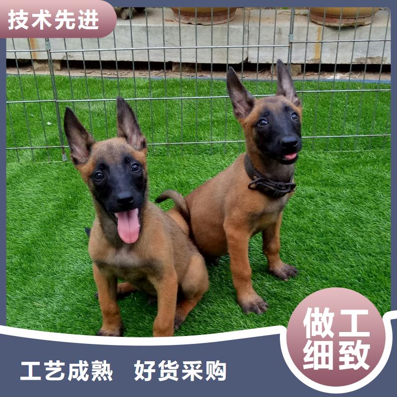 【马犬】杜高犬品质保证实力见证