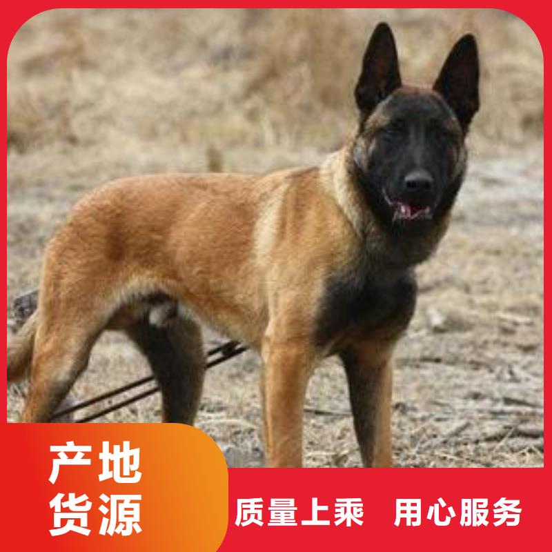 【马犬】杜高犬品质保证实力见证