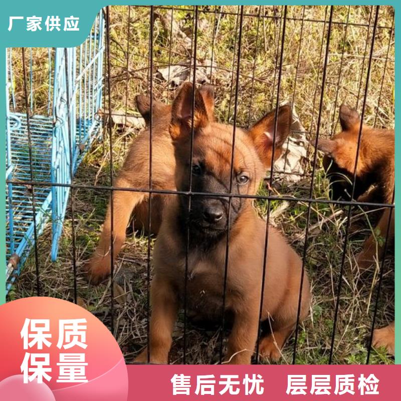 马犬_【卡斯罗犬】厂家新品-市场覆盖|德安|彭泽|新余|吉安|上饶|萍乡-跑码头厂家网