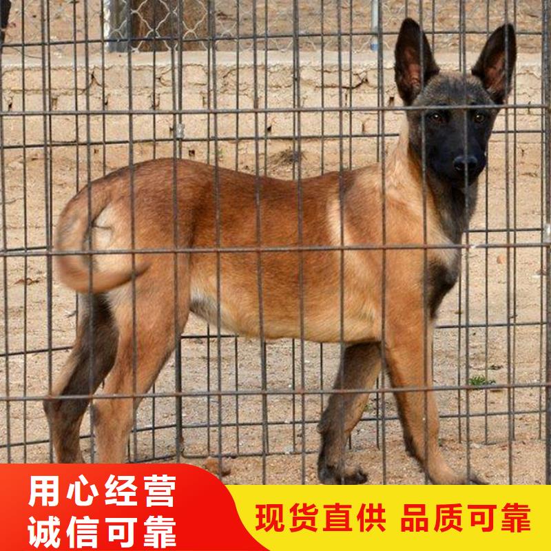 【马犬】杜高犬品质保证实力见证