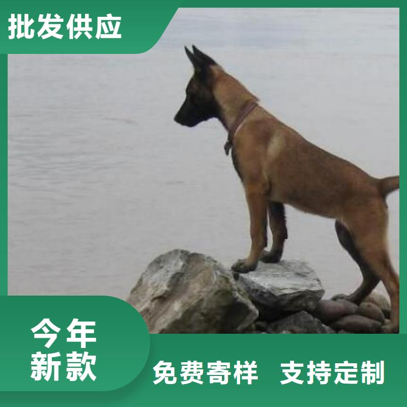 【马犬】杜高犬品质保证实力见证