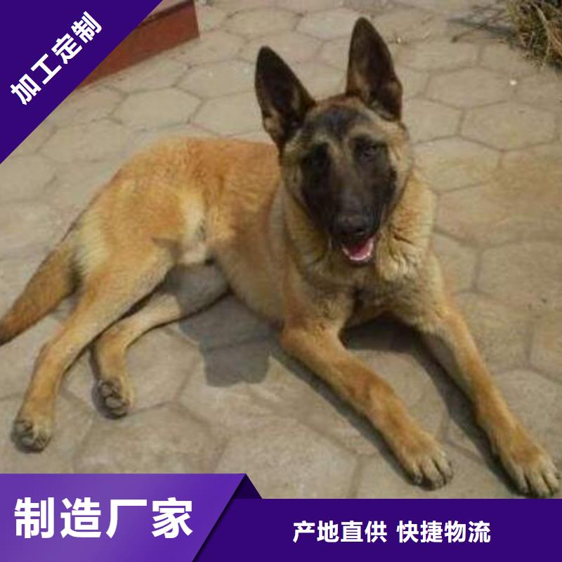 马犬_【卡斯罗犬】厂家新品-市场覆盖|德安|彭泽|新余|吉安|上饶|萍乡-跑码头厂家网