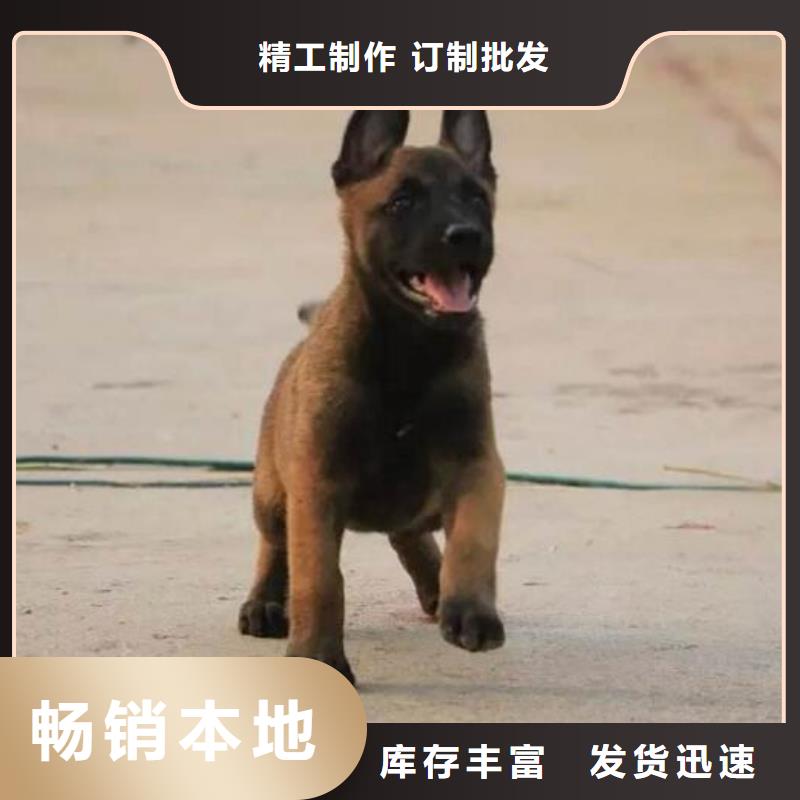 【马犬】杜高犬品质保证实力见证