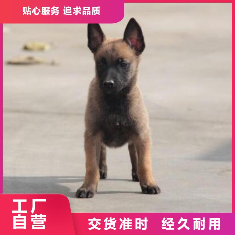 马犬_【卡斯罗犬】厂家新品-市场覆盖|德安|彭泽|新余|吉安|上饶|萍乡-跑码头厂家网