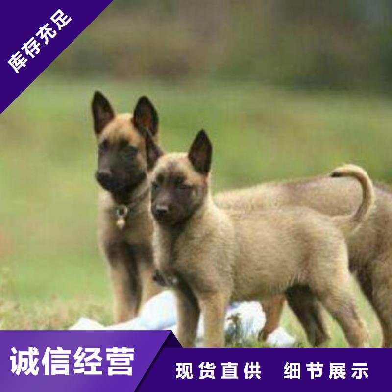 【马犬】杜高犬品质保证实力见证