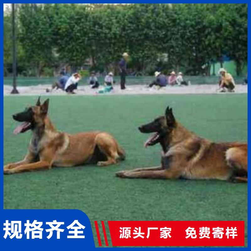 马犬_【卡斯罗犬】厂家新品-市场覆盖|德安|彭泽|新余|吉安|上饶|萍乡-跑码头厂家网