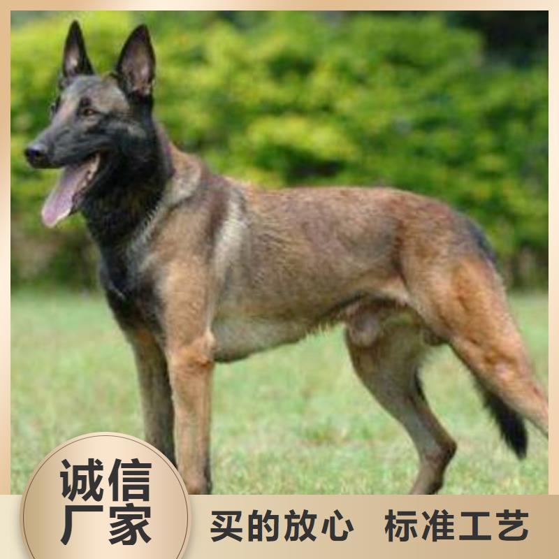 马犬_【卡斯罗犬】厂家新品-市场覆盖|德安|彭泽|新余|吉安|上饶|萍乡-跑码头厂家网