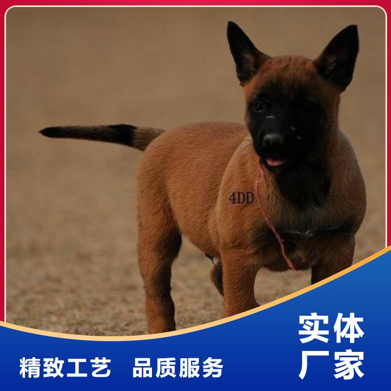 【马犬】杜高犬品质保证实力见证