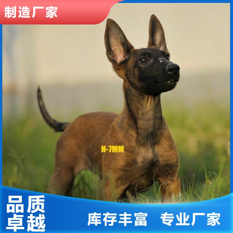 【马犬】杜高犬品质保证实力见证