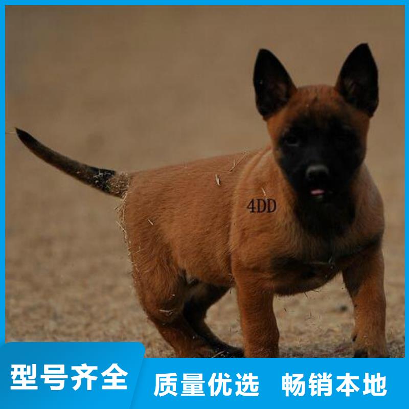 马犬_【卡斯罗犬】厂家新品-市场覆盖|德安|彭泽|新余|吉安|上饶|萍乡-跑码头厂家网