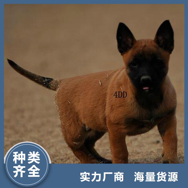 【马犬】杜高犬品质保证实力见证