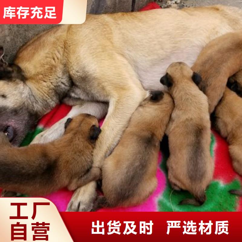 【马犬】杜高犬品质保证实力见证