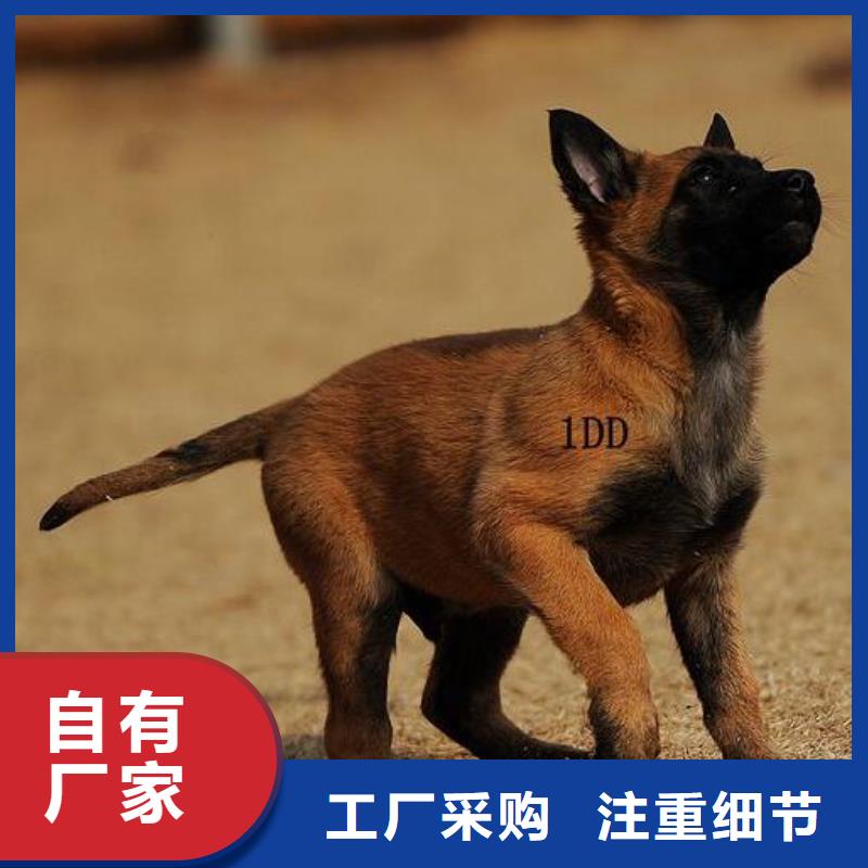 马犬_【卡斯罗犬】厂家新品-市场覆盖|德安|彭泽|新余|吉安|上饶|萍乡-跑码头厂家网